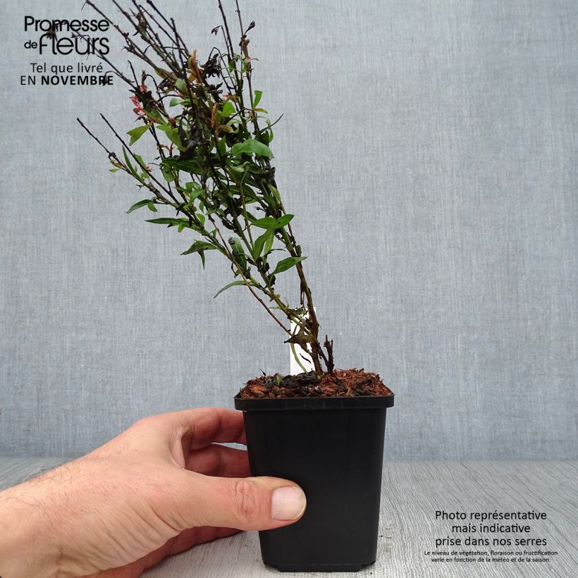 Gaura lindheimeri Baby Butterfly Dark Pink - Lindheimer's Beeblossom 8/9 cm pot sample as delivered in autumn