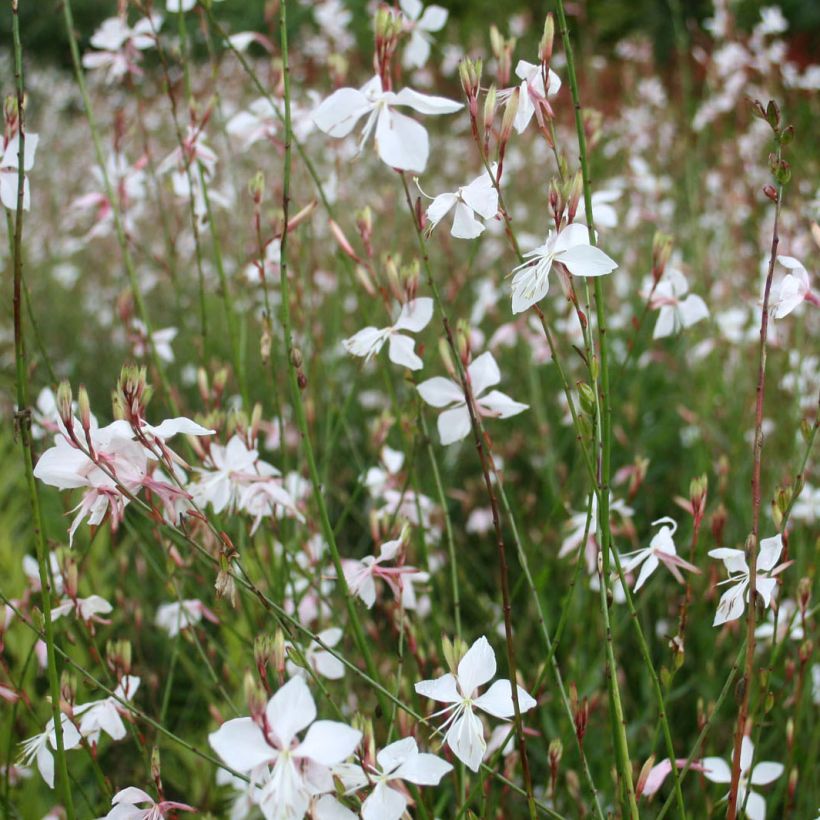 Gaura lindheimeri Blanche - Beeblossom (Flowering)