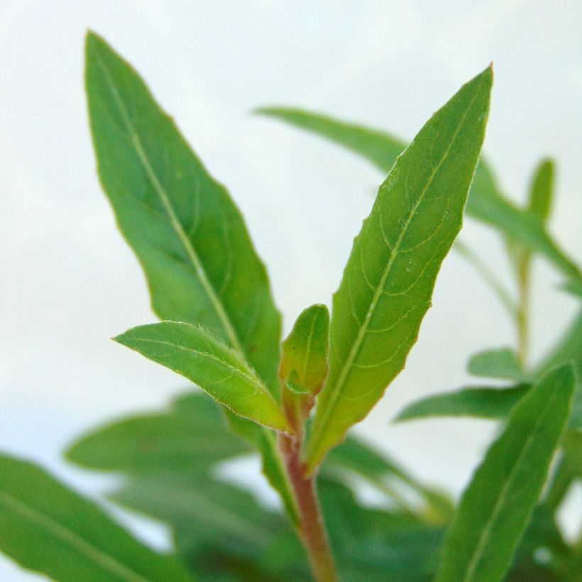 Gaura lindheimeri Blanche - Beeblossom (Foliage)