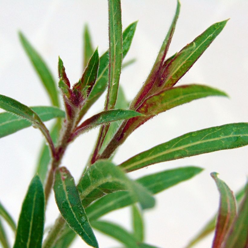 Gaura lindheimeri Blaze (Foliage)