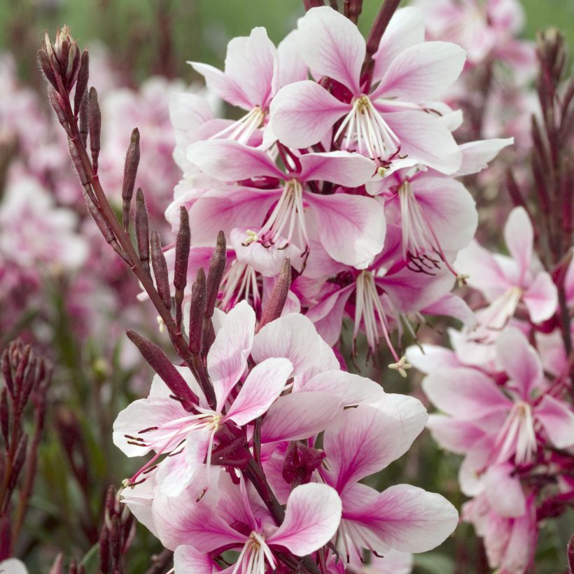 Gaura lindheimeri Cherry Brandy (Flowering)