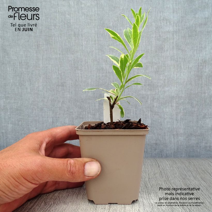 Gaura lindheimeri Freefolk Rosy 8/9 cm pot sample as delivered in summer