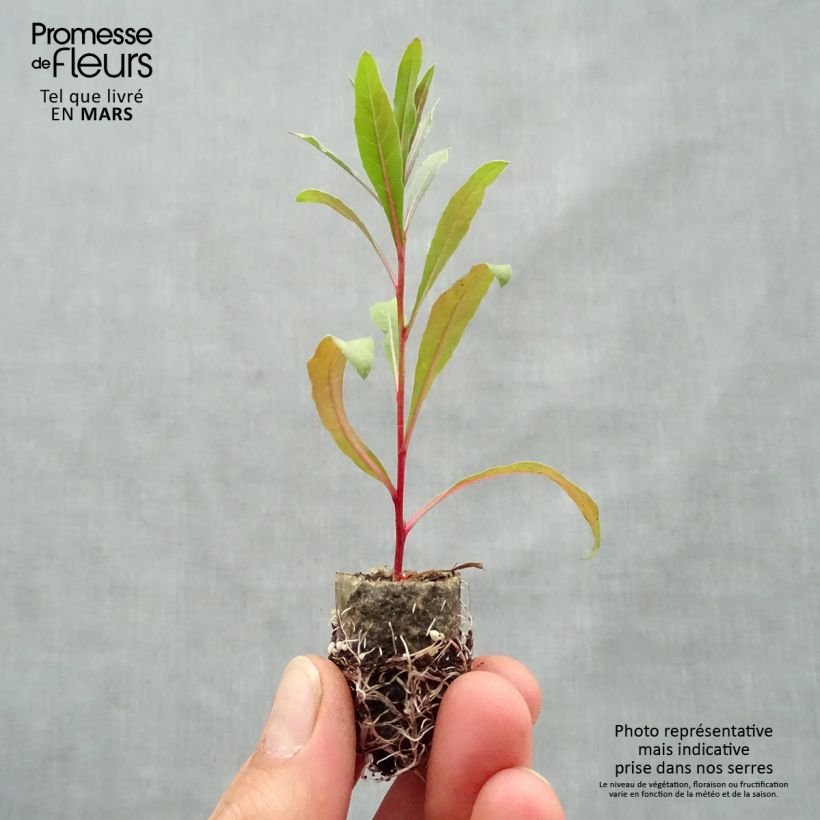 Gaura lindheimeri Lollipop Pink Plug plant 1.5/2.5 cm sample as delivered in spring