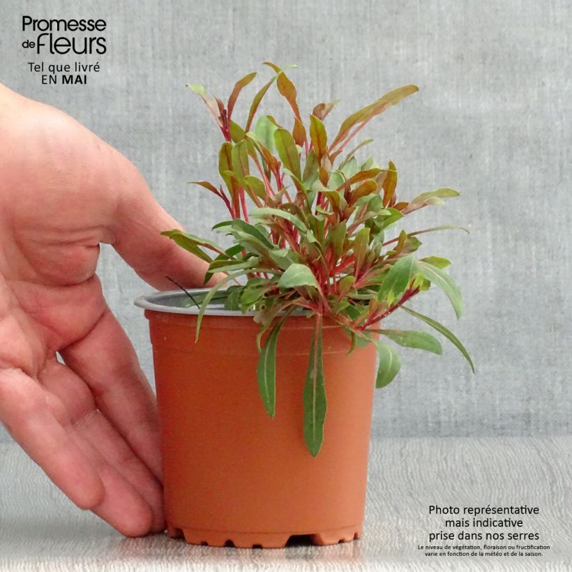 Gaura lindheimeri Lollipop Pink 8/9 cm pot sample as delivered in spring
