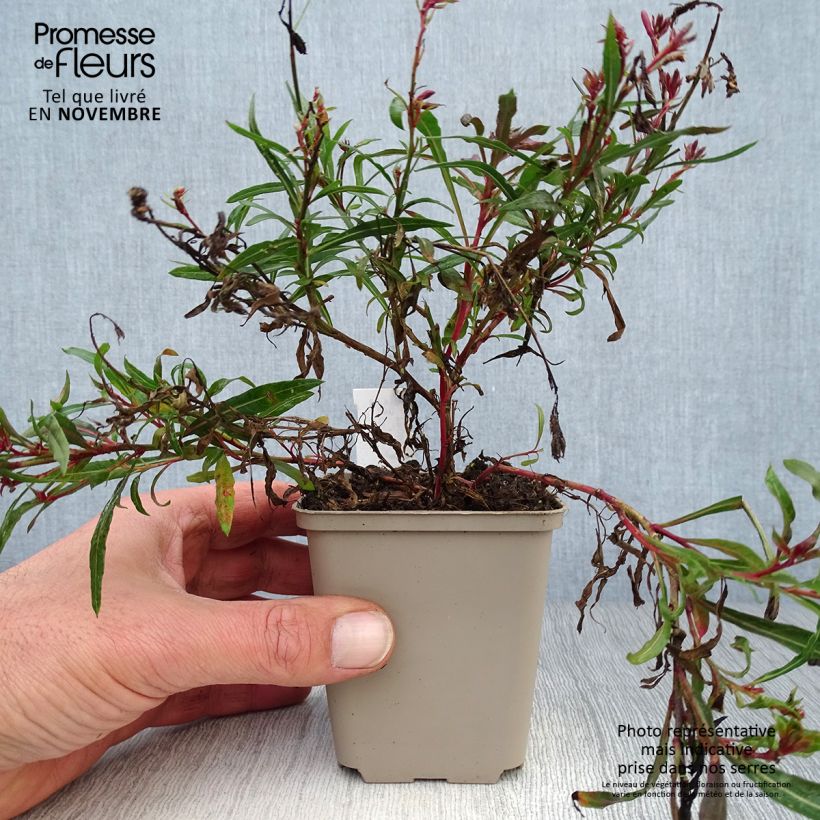 Gaura lindheimeri Passionate Blush 8/9 cm pot sample as delivered in autumn