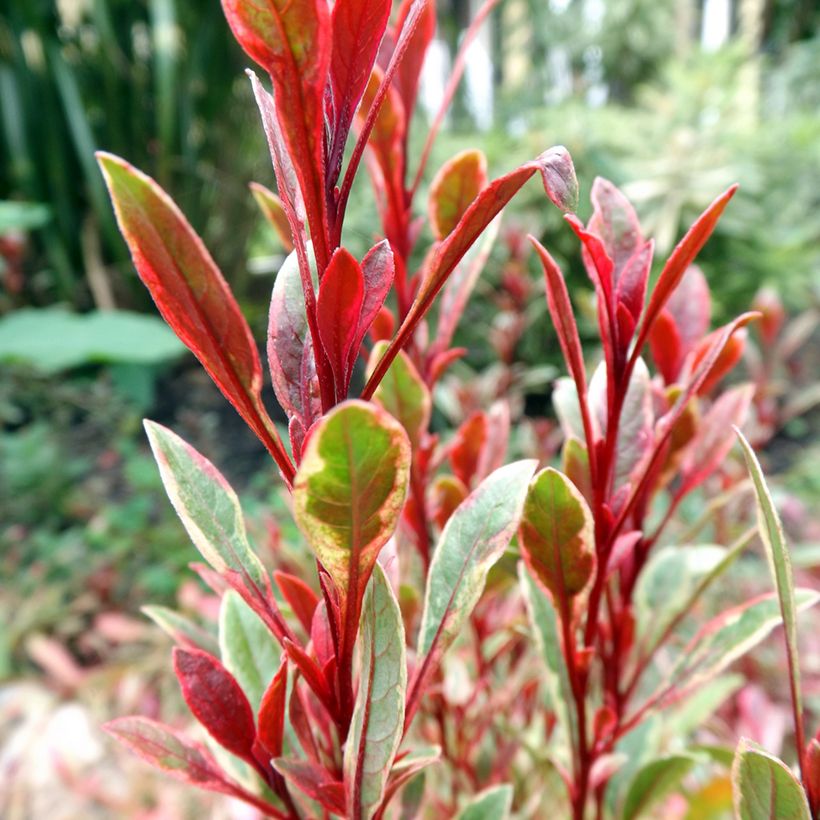 Gaura lindheimeri Passionate Rainbow (Foliage)