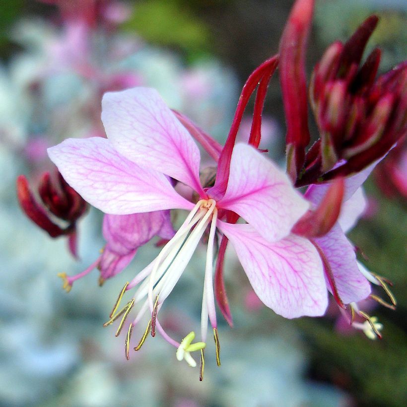 Gaura lindheimeri Passionate Rainbow (Flowering)