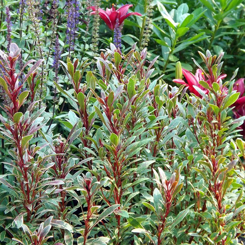 Gaura lindheimeri Passionate Rainbow (Plant habit)