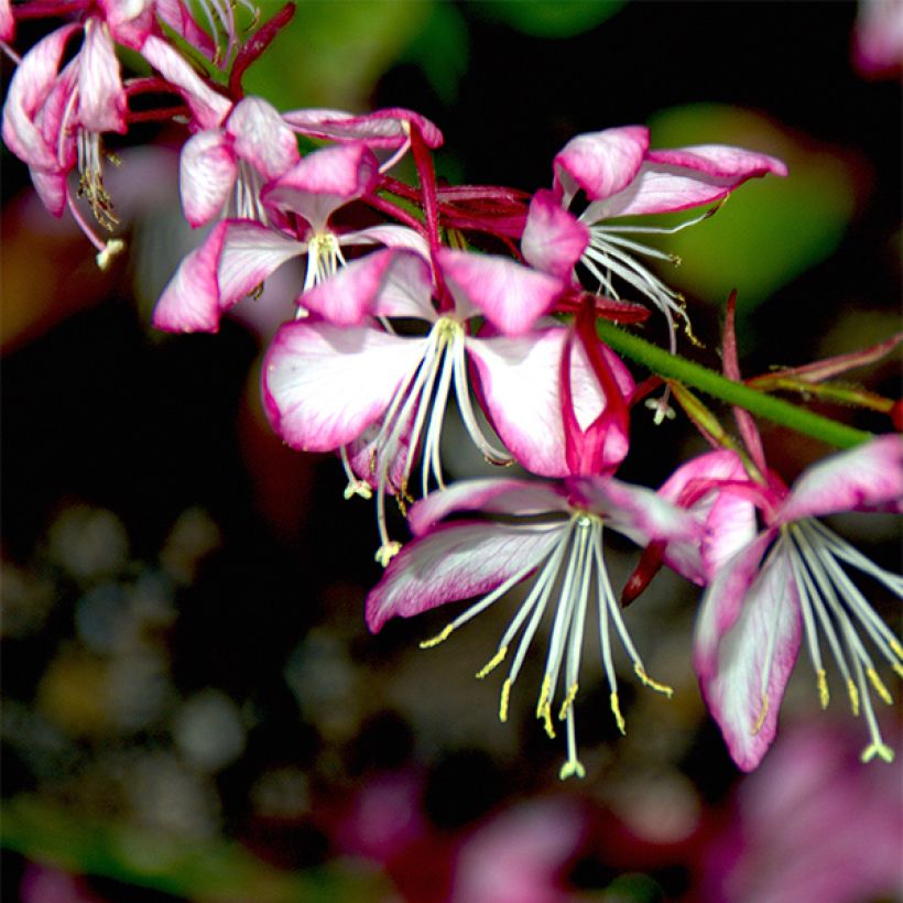 Gaura lindheimeri Rosy Jane (Flowering)