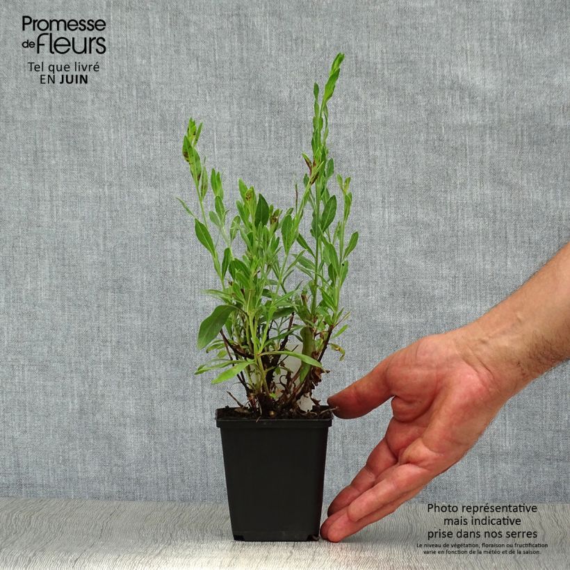 Gaura lindheimeri Rosy Jane 8/9 cm pot sample as delivered in summer
