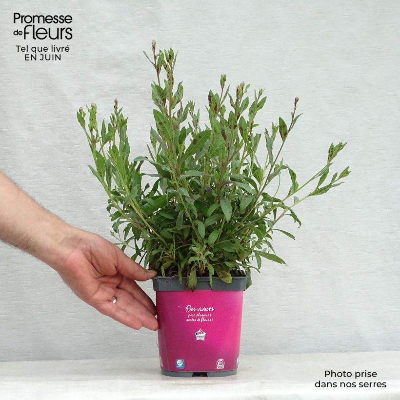 Gaura lindheimeri Rosy Jane 2L/3L pot sample as delivered in summer