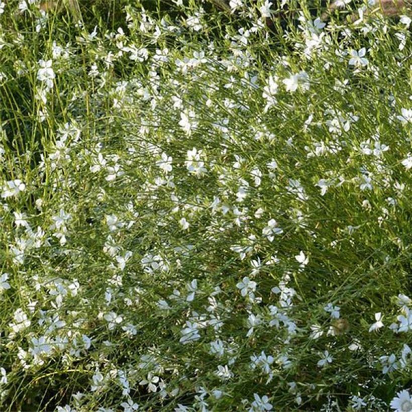 Gaura lindheimeri Snowbird (Flowering)