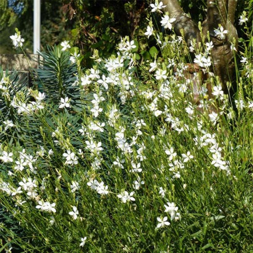 Gaura lindheimeri Snowbird (Plant habit)