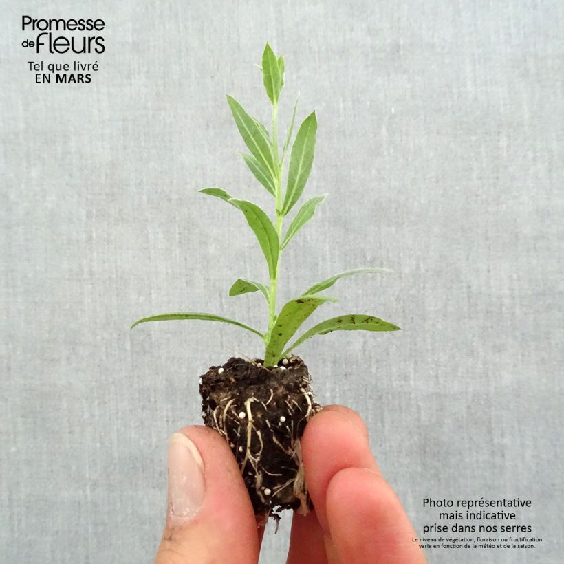 Gaura lindheimeri Snowbird Plug plant 1.5/2.5 cm sample as delivered in spring