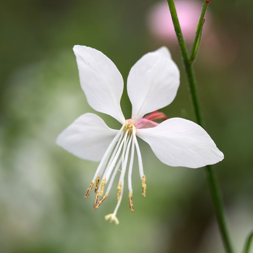 Gaura lindheimeri Steffi White (Flowering)