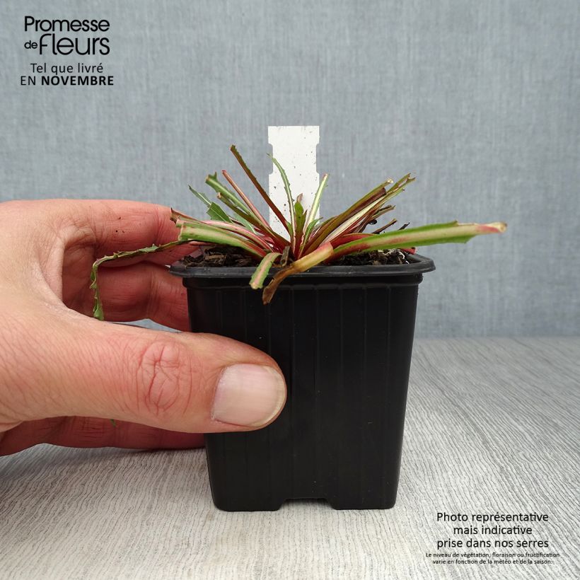 Gaura lindheimeri Summer Breeze 8/9 cm pot sample as delivered in autumn