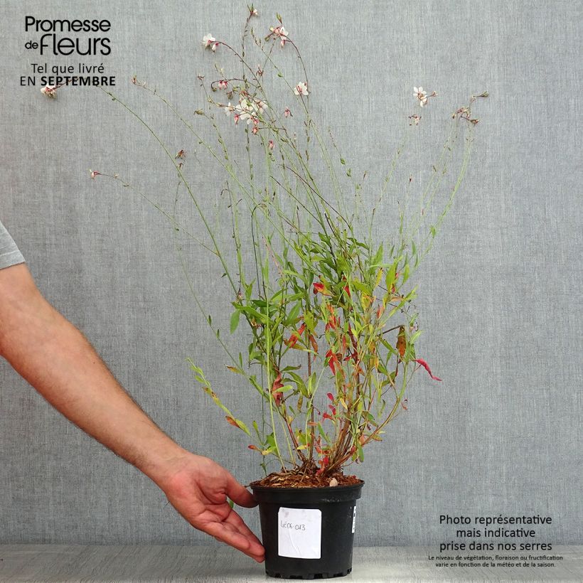 Gaura lindheimeri Summer Breeze 2L/3L pot sample as delivered in summer