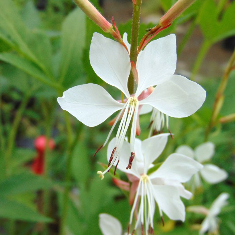 Gaura lindheimeri Whirling Butterflies (Flowering)