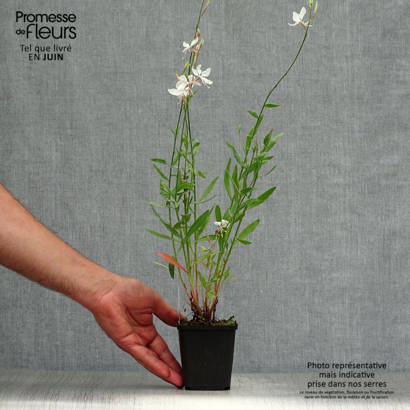Gaura lindheimeri Whirling Butterflies 8/9 cm pot sample as delivered in summer