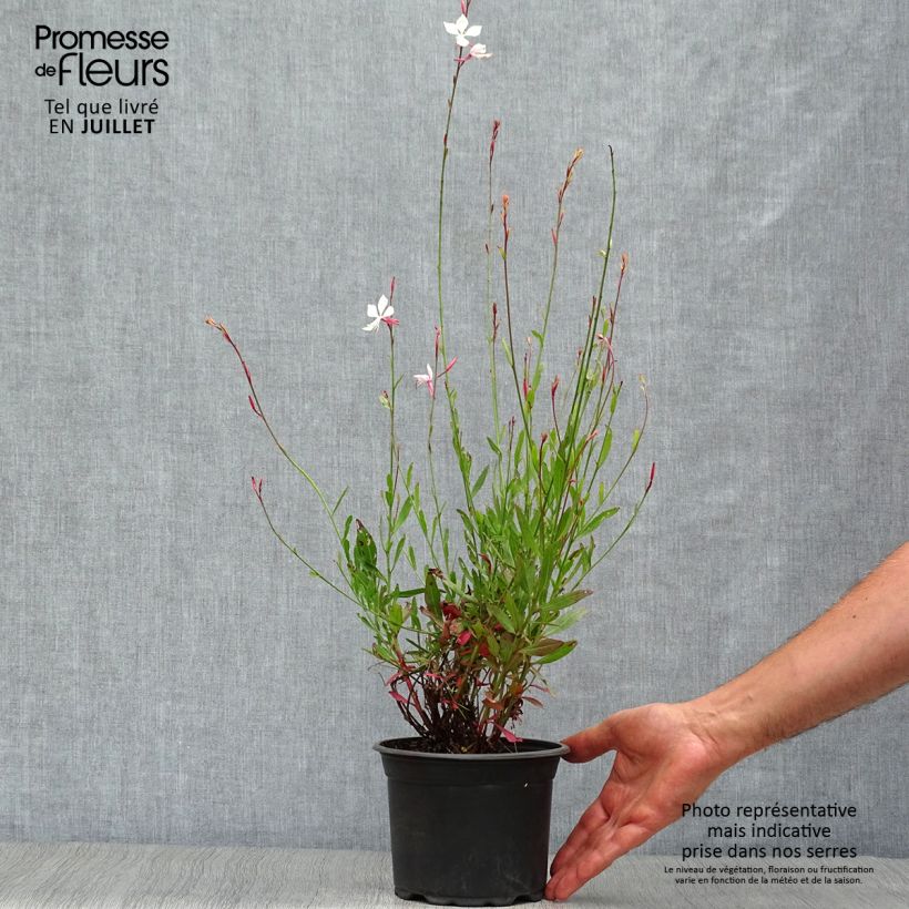 Gaura lindheimeri Snowstorm 2L/3L pot sample as delivered in summer