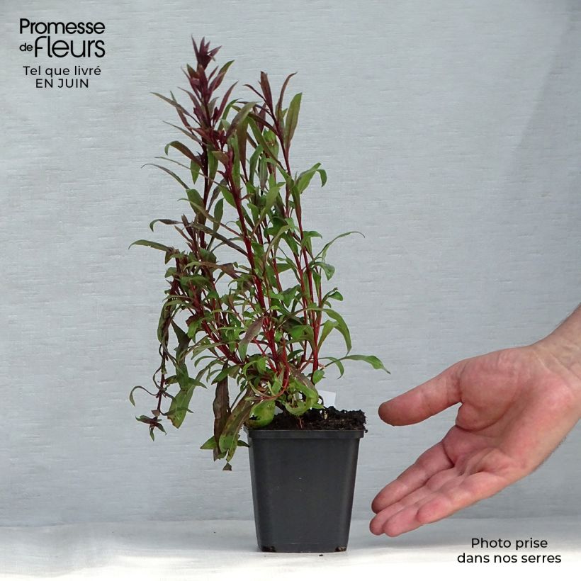 Gaura lindheimeri Siskiyou pink 8/9 cm pot sample as delivered in summer