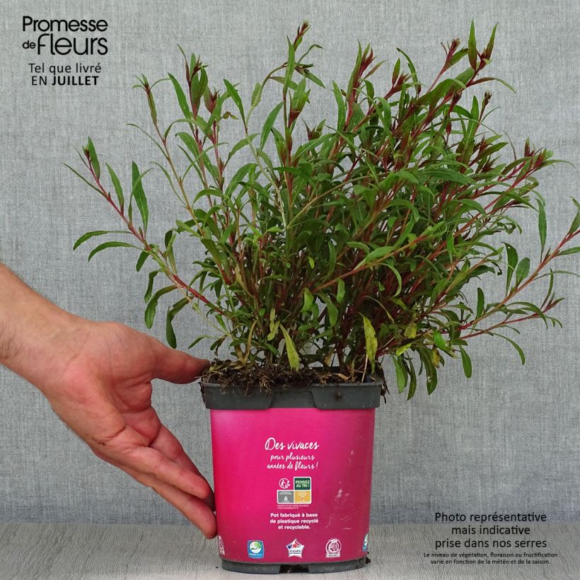 Gaura lindheimeri Siskiyou pink 2L/3L pot sample as delivered in summer