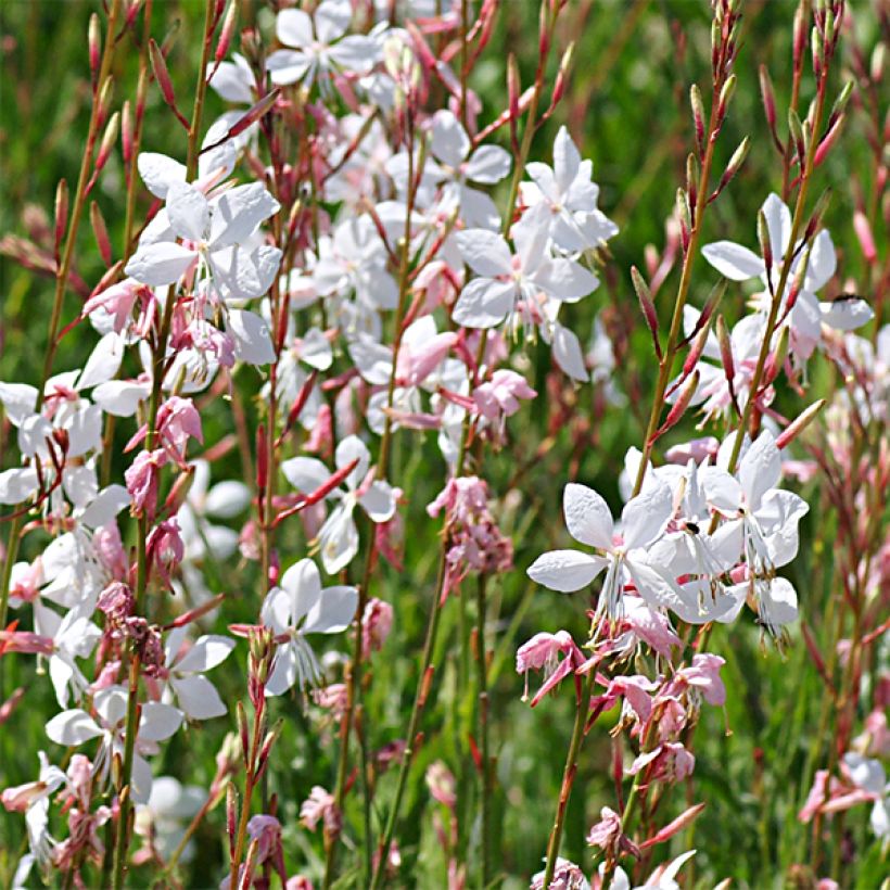 Gaura lindheimeri Elegance - Pearl Pink Lindheimers Gaura (Flowering)
