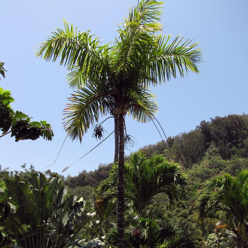 Gaussia maya (Plant habit)