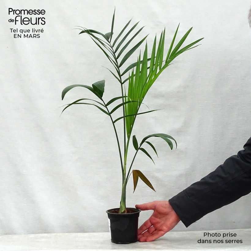 Gaussia maya 12cm pot sample as delivered in spring