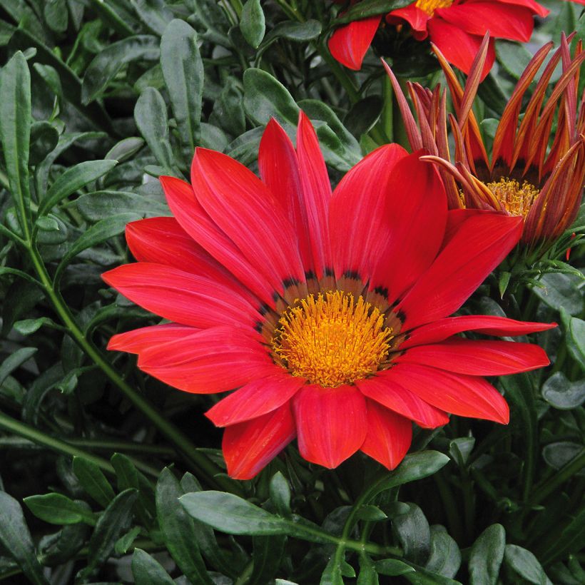 Gazania rigens New Day Red Shades - Treasure flower (Flowering)
