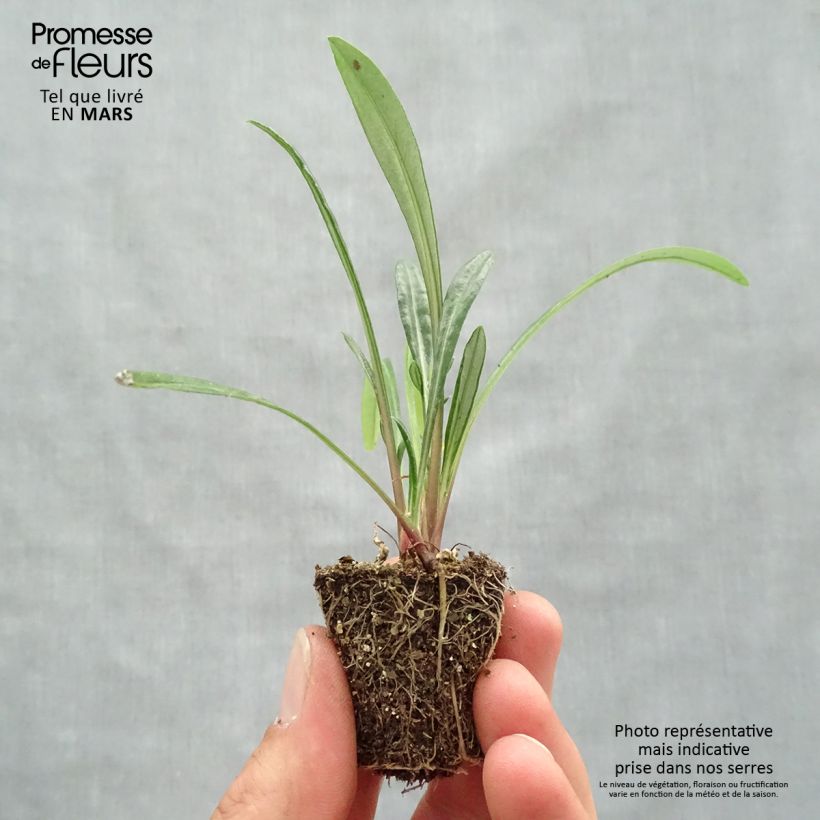 Gazania rigens New Day Red Shades - Treasure flower Plug plant 3/4cm sample as delivered in spring