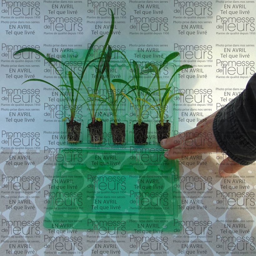 Example of Gazania rigens Big Kiss White Flame Plug plants 3.8 x 3.2cm - Tray of 16 specimen as delivered