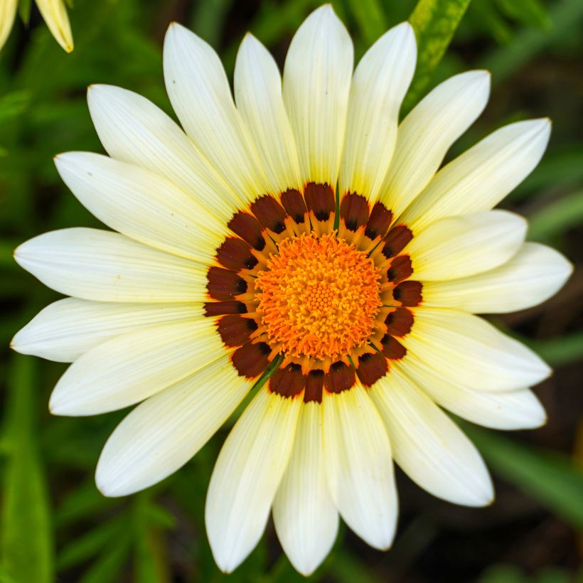 Gazania New Day White (Flowering)