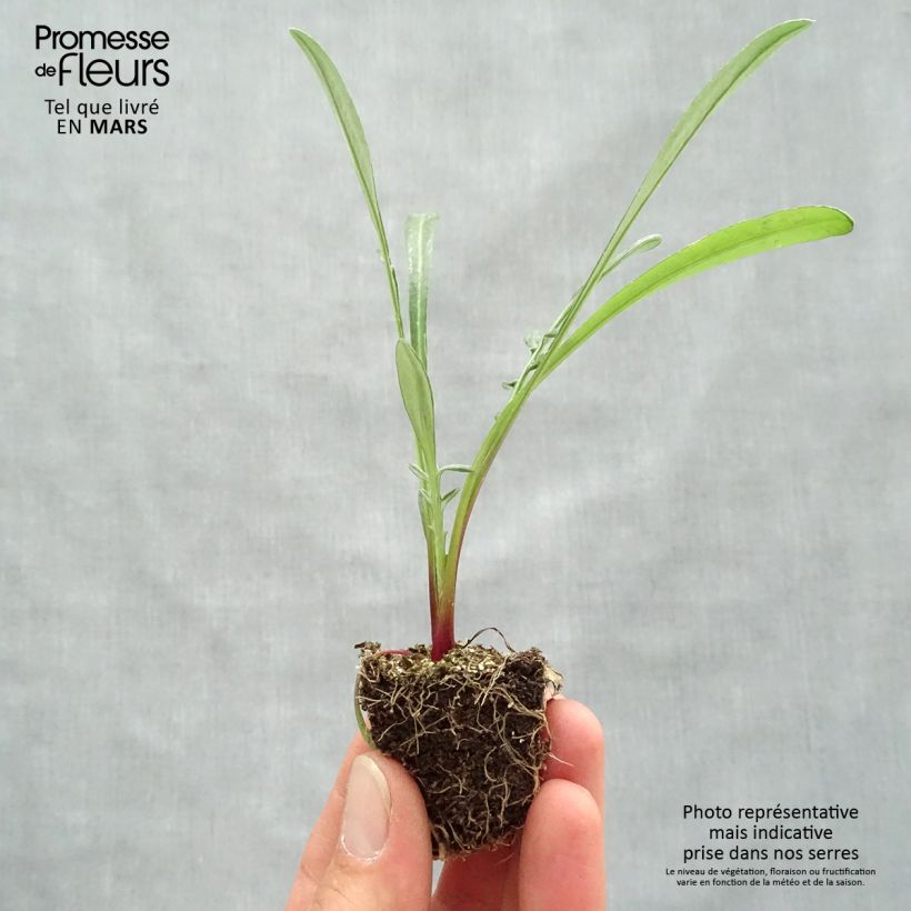 Gazania rigens Wonderwall Mix Plug plants 3.8 x 3.2cm - Tray of 16 sample as delivered in spring