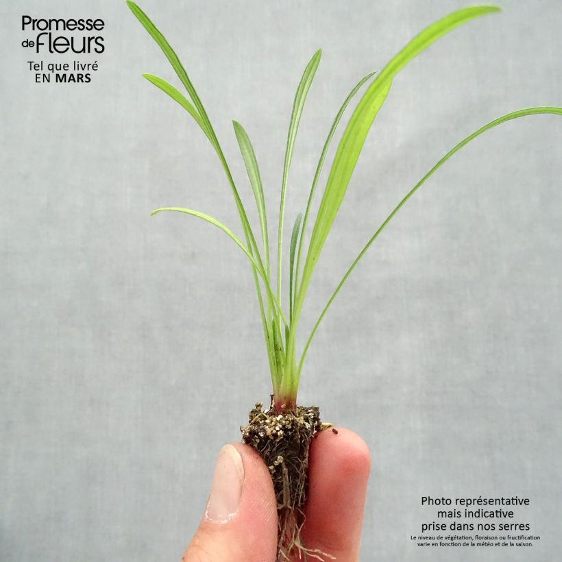 Gazania rigens Wonderwall Mix Plug plant 2.2cm x 2cm - Tray of 35 sample as delivered in spring