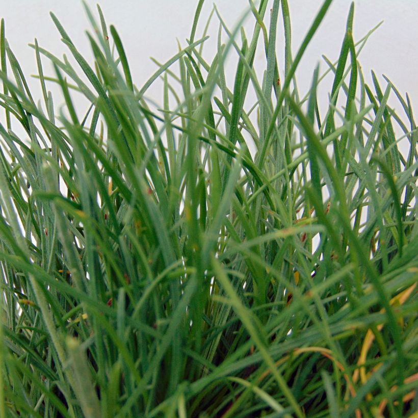 Armeria maritima Düsseldorfer Stolz - Sea Thrift (Foliage)