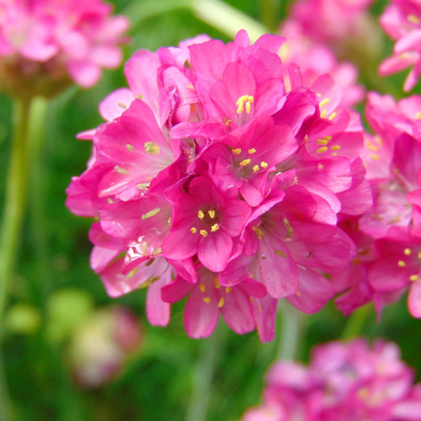 Armeria maritima Düsseldorfer Stolz - Sea Thrift (Flowering)