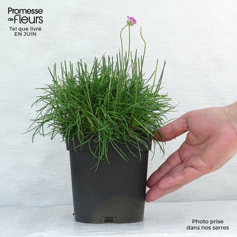 Armeria maritima Düsseldorfer Stolz - Sea Thrift 2L/3L pot sample as delivered in summer