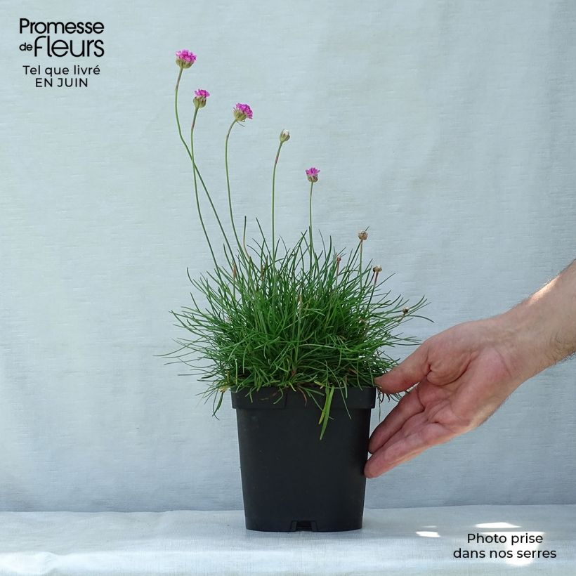 Armeria maritima splendens - Sea Thrift 2L/3L pot sample as delivered in summer