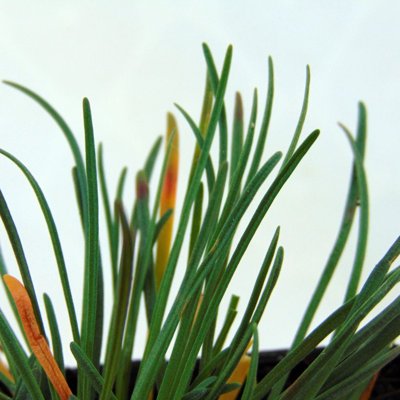 Armeria maritima Vesuvius - Sea Thrift (Foliage)