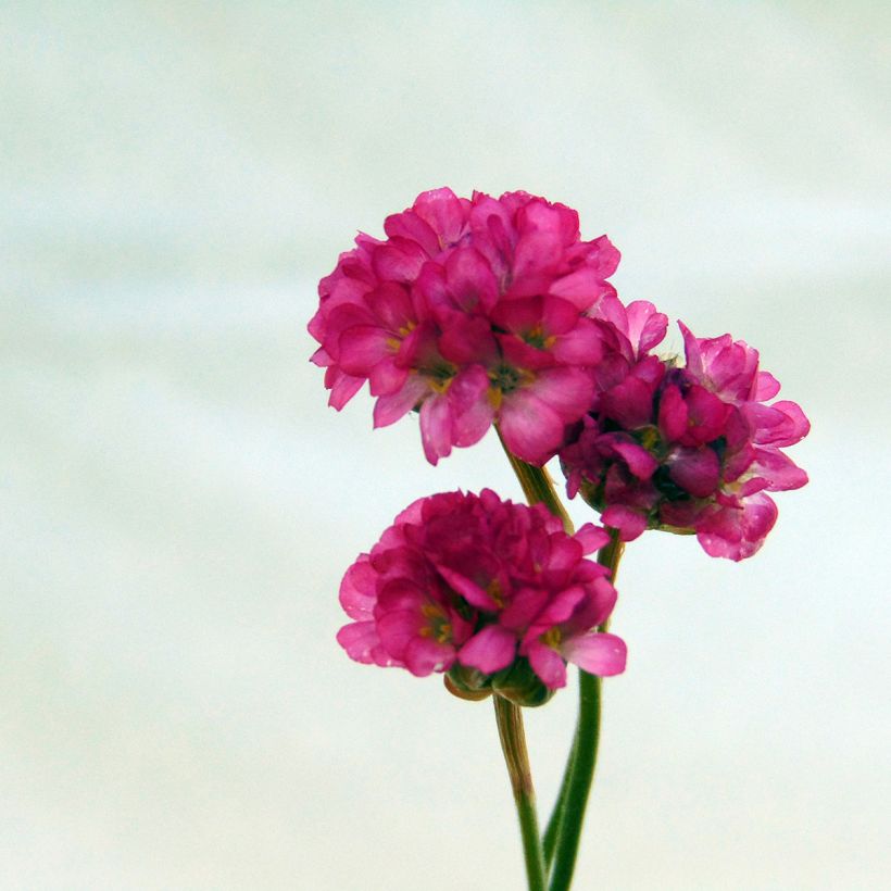 Armeria maritima Vesuvius - Sea Thrift (Flowering)