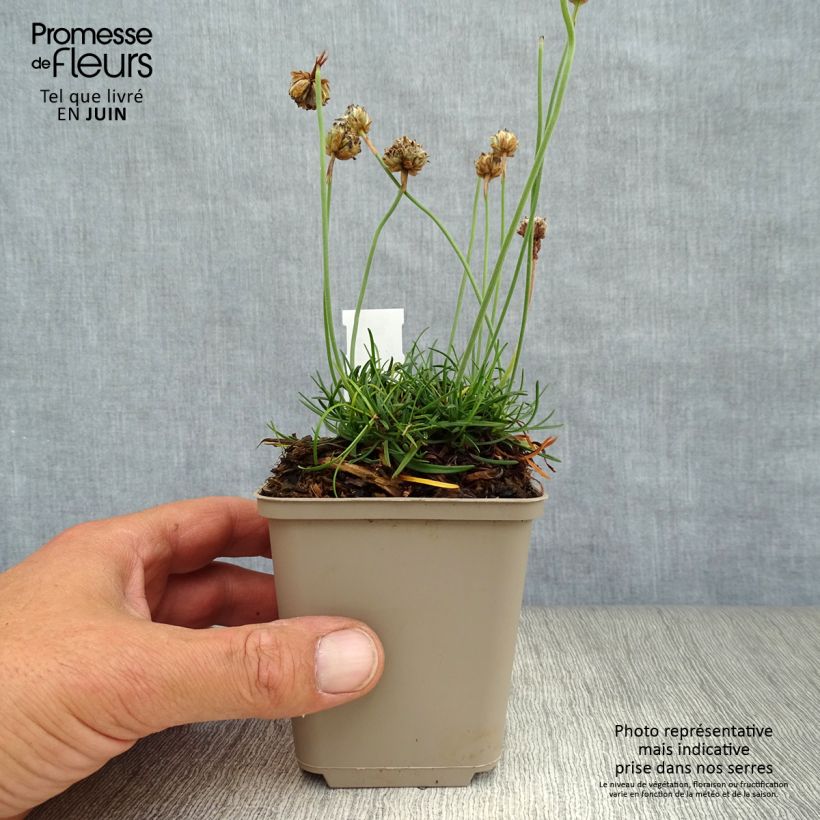 Armeria maritima Düsseldorfer Stolz - Sea Thrift 8/9 cm pot sample as delivered in summer