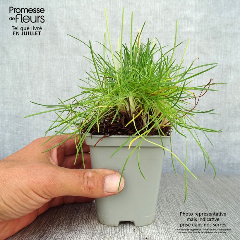 Armeria maritima splendens - Sea Thrift 8/9 cm pot sample as delivered in summer