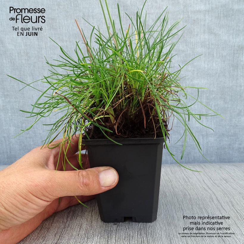 Armeria maritima Rosea - Sea Thrift 8/9 cm pot sample as delivered in summer