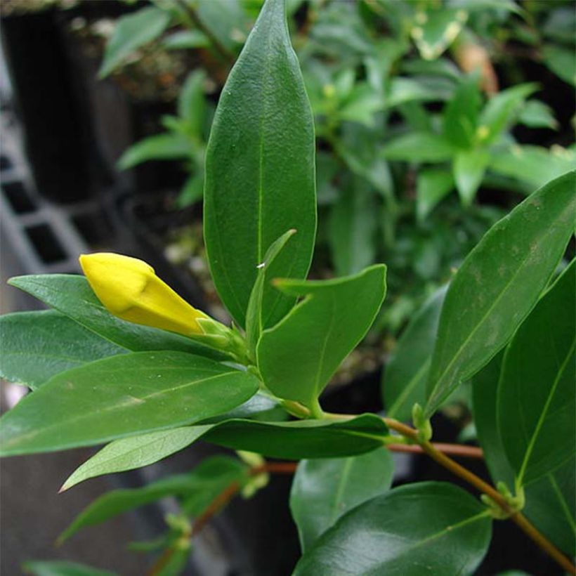 Gelsemium sempervirens - Yellow jessamine (Foliage)