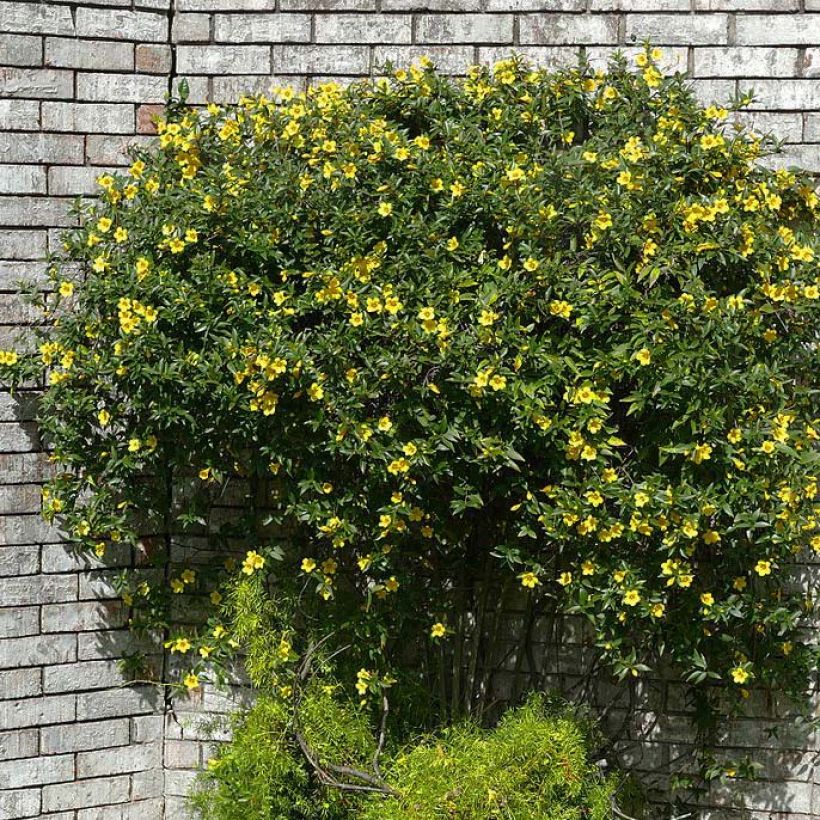 Gelsemium sempervirens - Yellow jessamine (Plant habit)