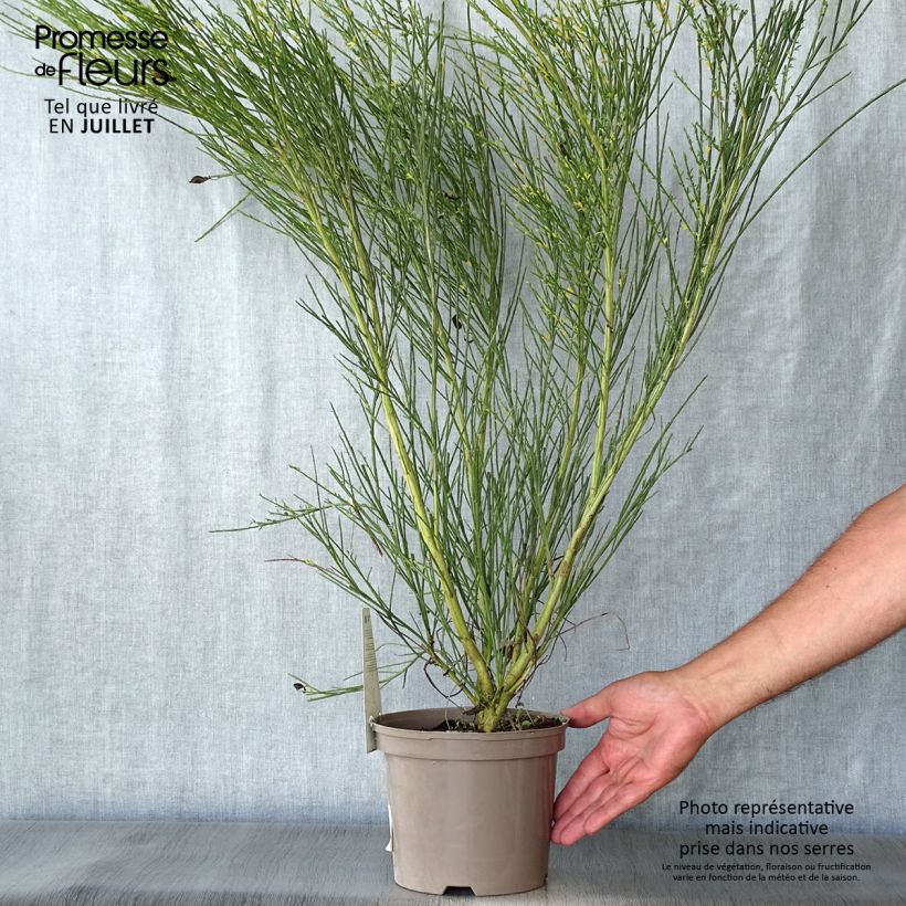 Cytisus scoparius Golden Sunlight 2L/3L pot sample as delivered in summer
