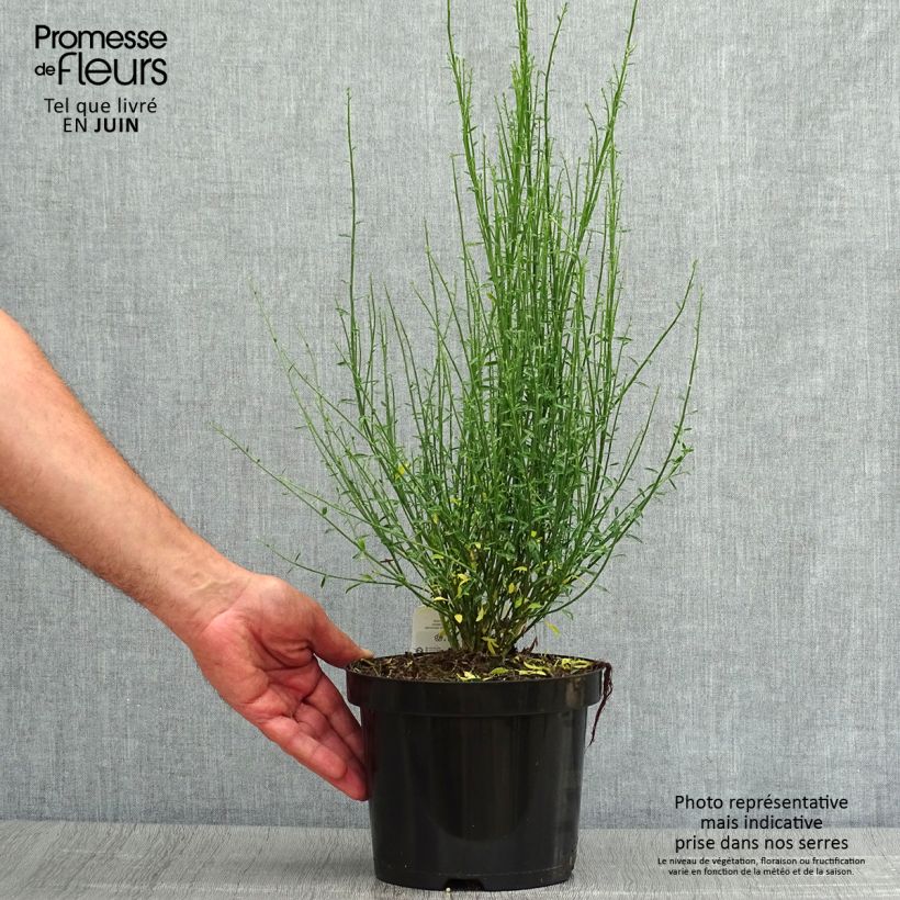 Cytisus procumbens Zeelandia 2L/3L pot sample as delivered in summer