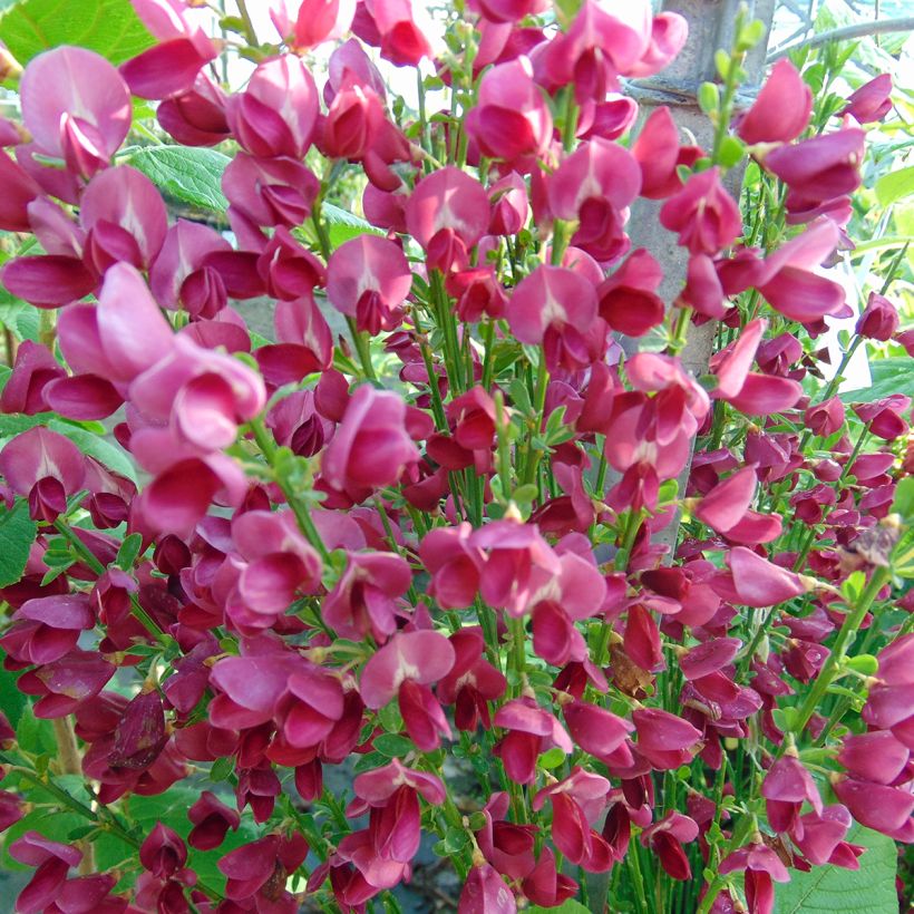 Cytisus scoparius Ruby (Flowering)