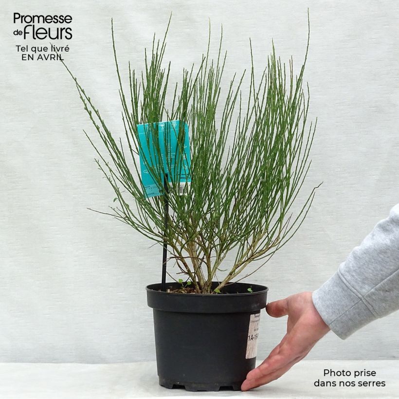 Cytisus scoparius Ruby 3L/4L pot sample as delivered in spring